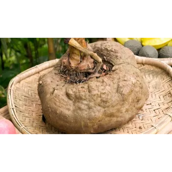 Organic Elephant Yam